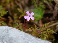Zarte Blüte im Karst - Burren, Co. Clare